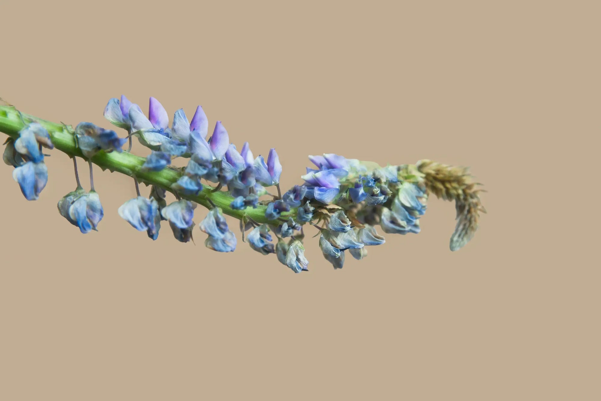 Blue botanical flowers on a neutral background representing clean beauty and sustainable skincare