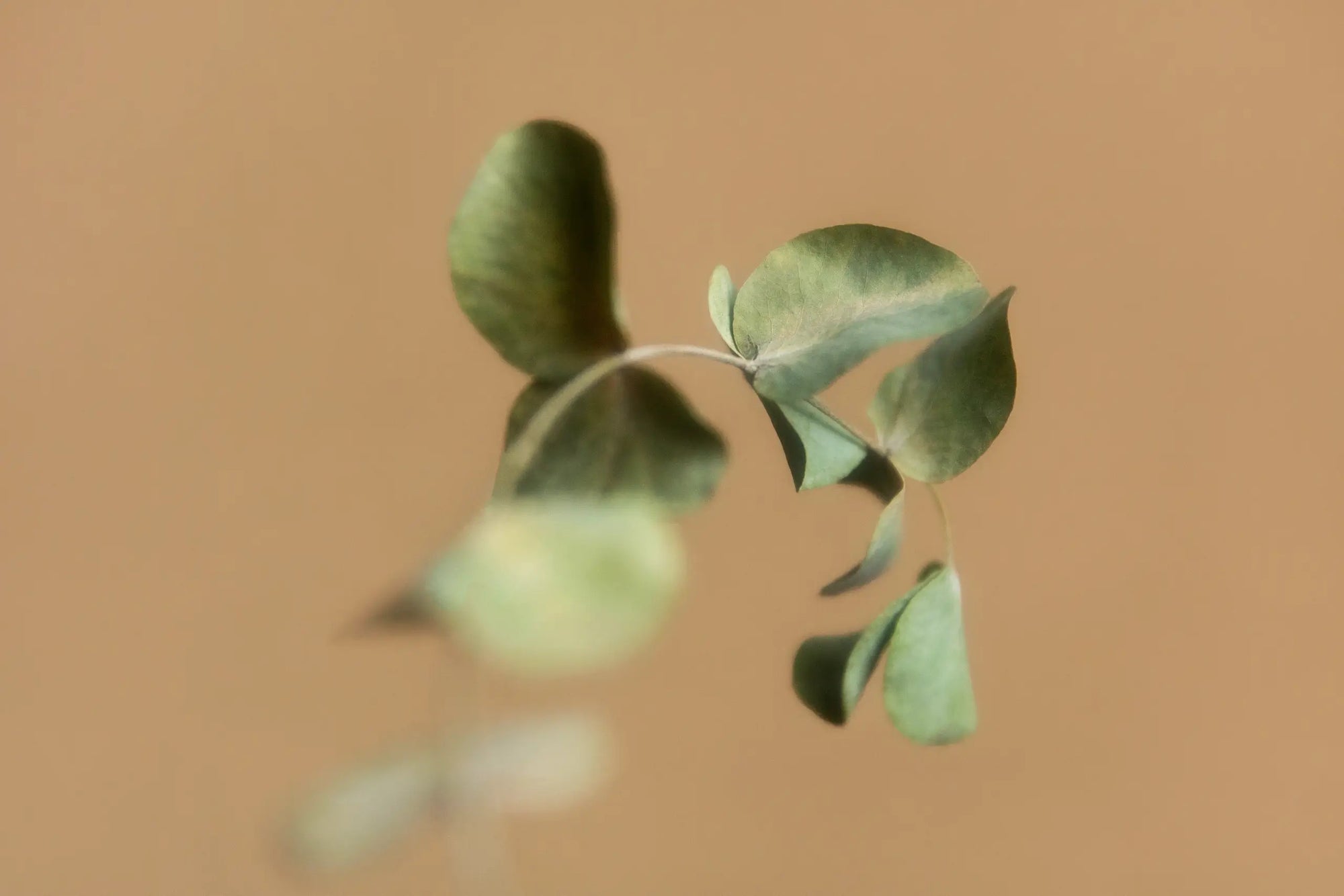 Eucalyptus leaves on a warm neutral background symbolizing natural beauty and wellness