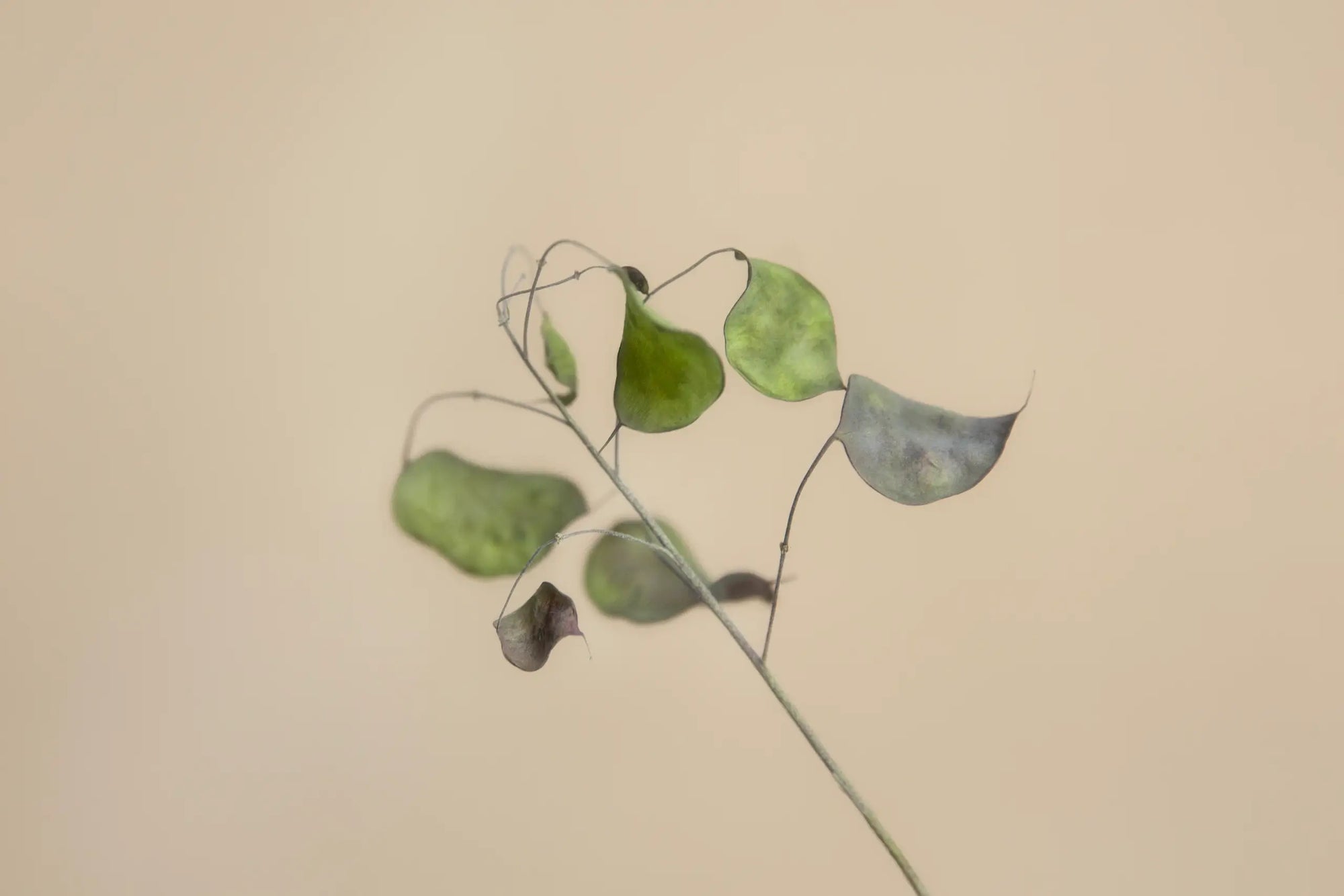 Minimalist eucalyptus branch on a beige background representing wellness and natural living