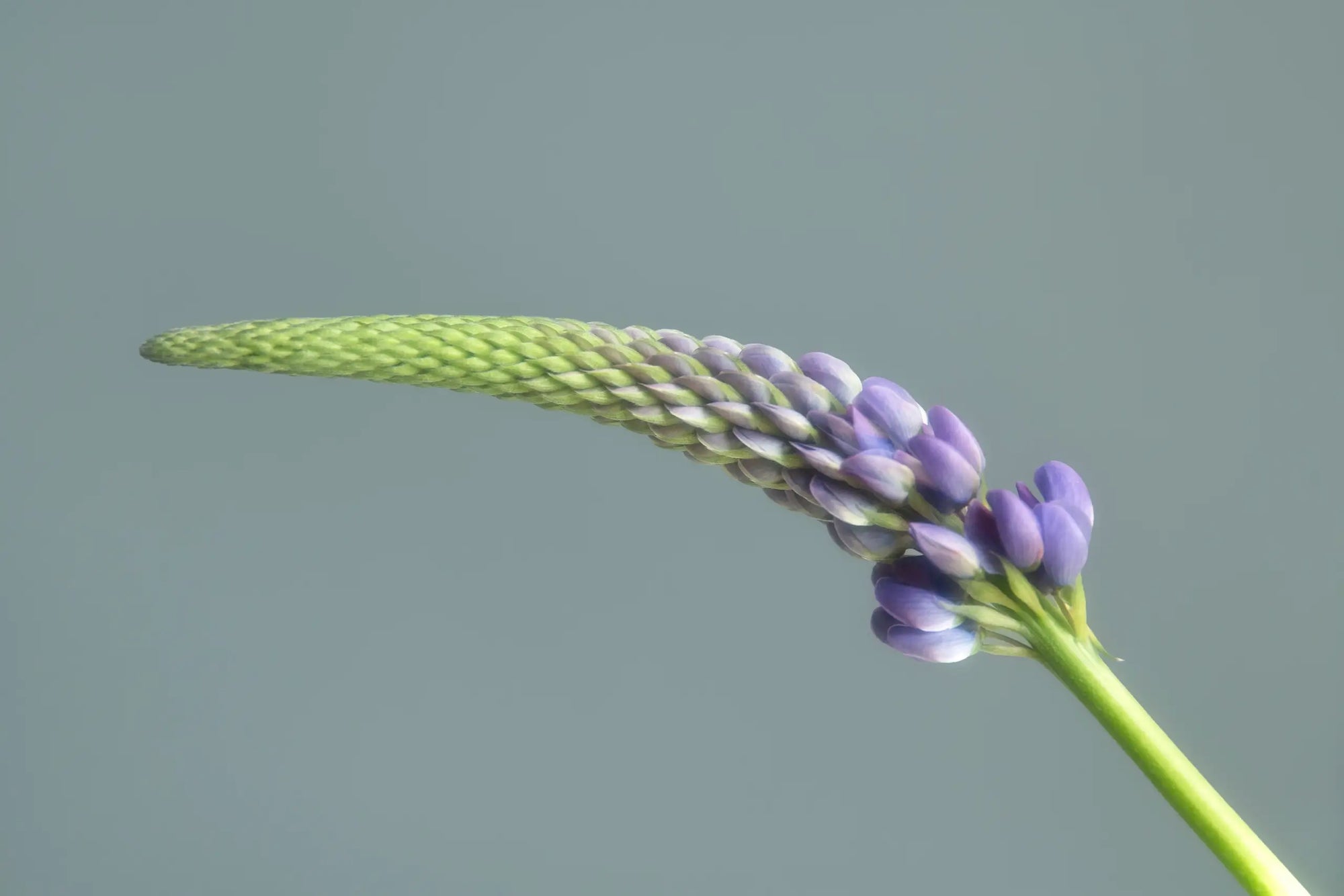 Purple botanical flower on a soft blue background representing clean beauty and natural skincare