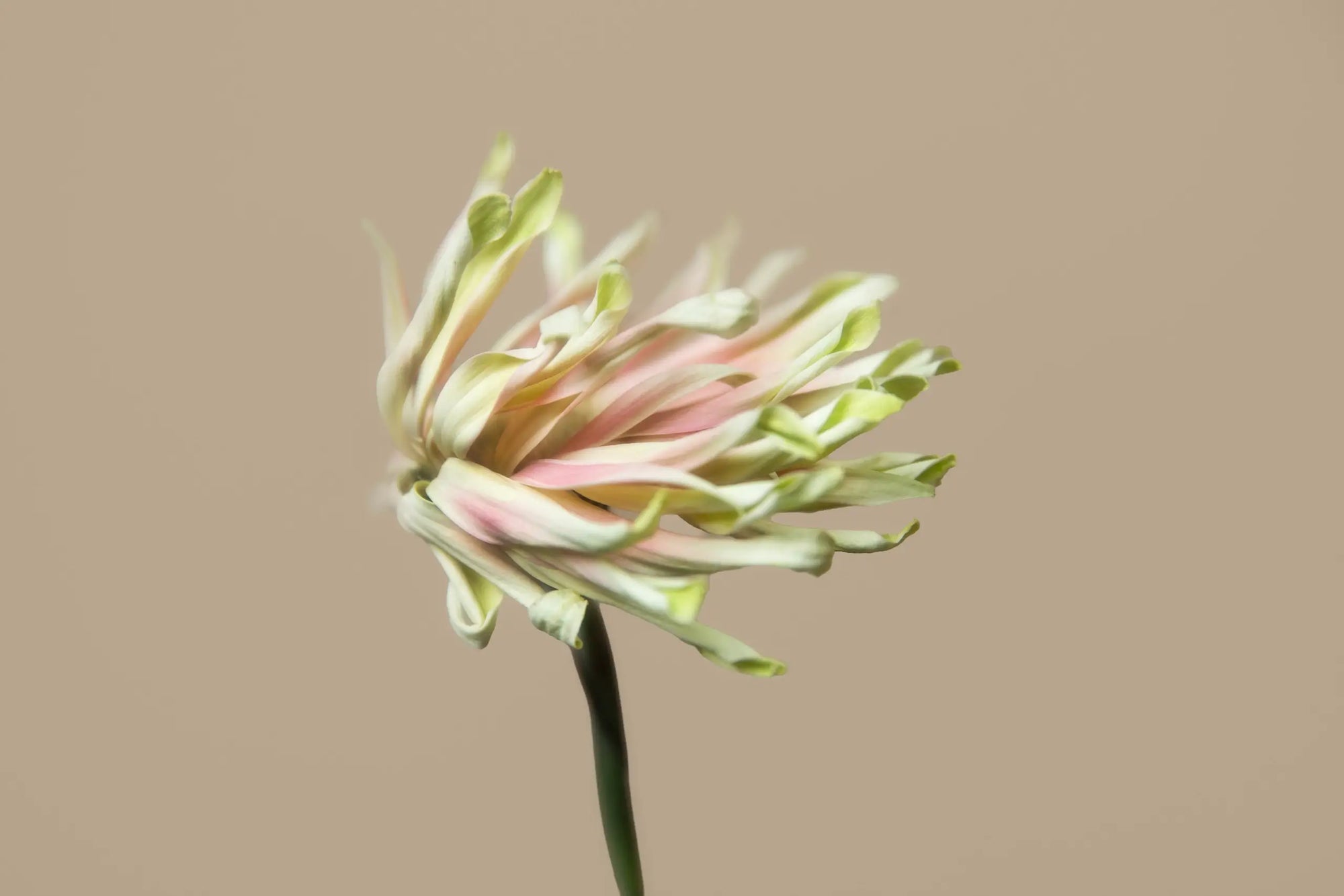 Soft pink flower on a neutral background symbolizing self care and relaxation