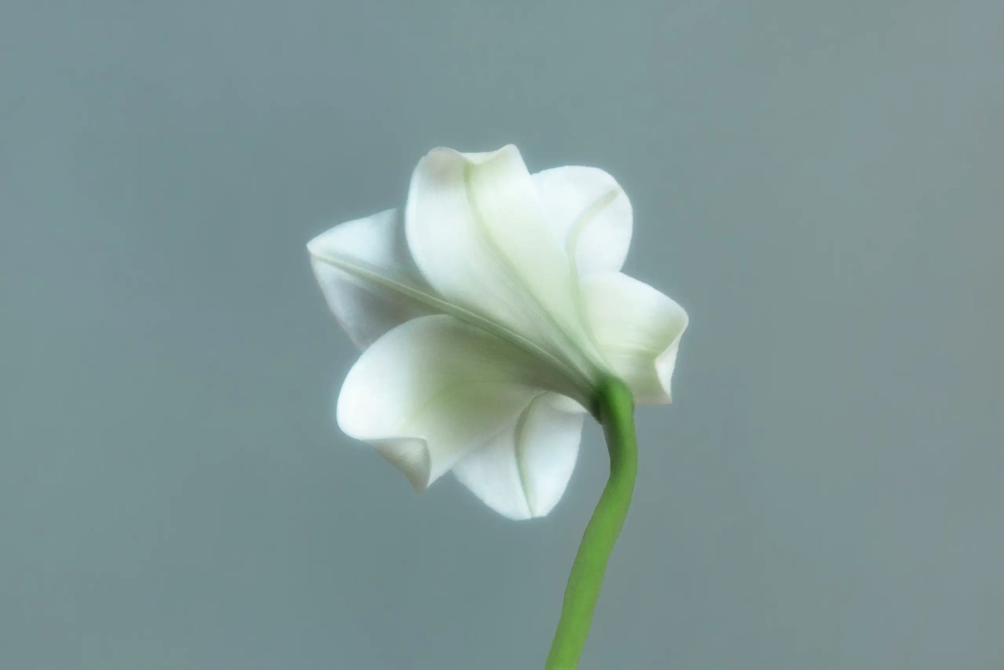 White flower with soft blue background representing natural skincare and self care rituals